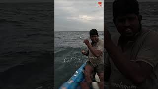 Catching Blacktip Trevally Fish in the Sea [upl. by Verge]