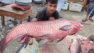 🔴LIVE Amazing 12 KG Blood Carp Fish Cutting By Expert Fish Cutter  Fish Cutting Skills [upl. by Carolynn]