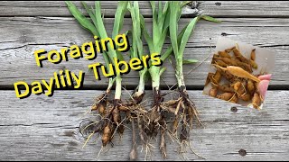 Foraging Daylily Tubers [upl. by Seana]