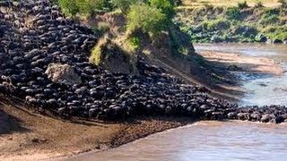 Grandes Migraciones de Ñus en el Serengeti  Great Wildebeest Migrations at Serengeti IGEOTV [upl. by Rydder262]