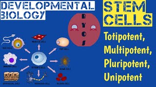 What is Stem cells in BengaliStem cell typesWhat is totipotent stem cell and pluripotent stem cell [upl. by Tonya]