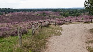 Wandelen op Nationaal Park Veluwezoom  Posbank  Natuurmonumenten  hei  heath  Walk National [upl. by Casaleggio]