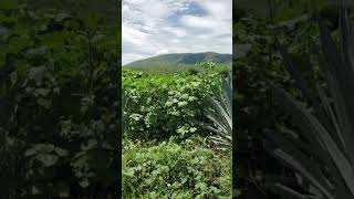 Fitosanidad agaves en septiembre Malezas shortvideo [upl. by Chandler661]