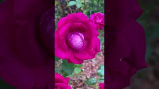 Stiletto rose beautiful colors Fall’24 smallgarden fragrance rose nature organic flowers [upl. by Higbee]