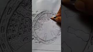 Ts of a mammalian testis drawing  class 12 practical bio bihar board  shorts Viral song tamil [upl. by Marlow160]