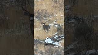 UTAH ARCHERY MULE DEER HUNTING [upl. by Trakas]