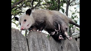 Disaster averted Incredible cute Opossum mama with FIVE babies in her pouch almost fell off fence [upl. by Isaak]