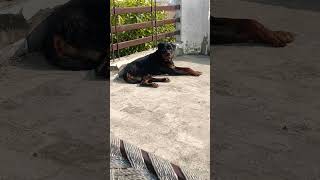 My dog ko like subscribe Karen 🐶🐶🐶🐶🐶 [upl. by Haskel]