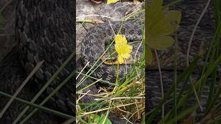 COULEUVRE ou VIPÈRE  Thamnophis sirtalis pallidulus terrario animals nature snake pets nac [upl. by Rosio]