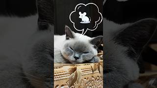 For all british cat lovers Subscribe if you like British shorthair colorpoint [upl. by Komara475]