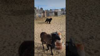 Bouvier Des Flandres herding sheep [upl. by Georgetta]