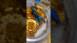 BETTA BREEDING PAIRS  AK AQUA akaquatelugu beta bettabreedingtank bettafullmoon [upl. by Dahlstrom]