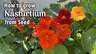 How to Care Nasturtium Plant Vlogsforplants nasturtium [upl. by Devona675]