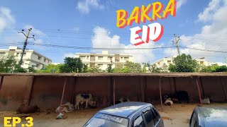 Hoor palace me kitne janwar agaye  🤯 Bakra Eid Ep3 [upl. by Nahtanod]