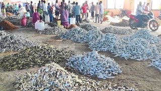 Biggest Fish Market in India  Sea Shore Fish Bazaar in Kakinada  Village Survival Food [upl. by Ocko]