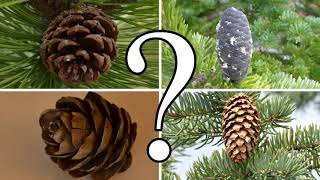 HOW TO DISTINGUISH BETWEEN PINE SPRUCE FIR and LARCH  CONIFER ID [upl. by Inram]