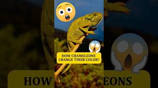 How Chameleons change their color trending youtubeshorts intrestingshorts chameleon [upl. by Doy]