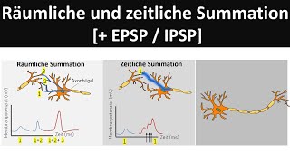 Räumliche und zeitliche Summation EPSPIPSP  Verschaltung an Synapsen Neurobiologie Oberstufe [upl. by Jansson]