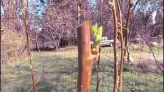 How to Prune Raspberries  Quick Tips for the Backyard Gardener [upl. by Phylis]