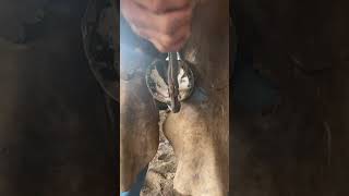 tiktok viral foryou farrier farrierlife farriersoftiktok horse hoof hoofcare satisfying [upl. by Sidwell]