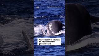 Sperm whales drop bubble of poo to stop orca attack  ABC News [upl. by Osgood]