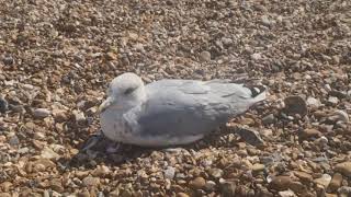 Worthing Beach [upl. by Maureene]