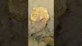 I got a heavy gold nugget in the river goldhunter getgold [upl. by Halludba]