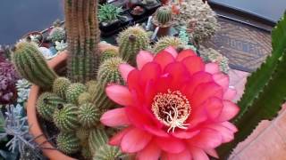 My Trichocereus grandiflorus Cactus plant in bright red bloom [upl. by Johns]