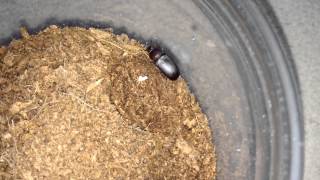 Trapdoor Spider Feeding Finally uses its trapdoor [upl. by Puduns513]