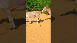 donkey animals farm funnyanimals youtubes [upl. by Merkley70]