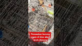 Penampakan perawatan sogom di kios abadi bird cibinong bogor abadibirdcibinong kicaumania sogon [upl. by Galina]