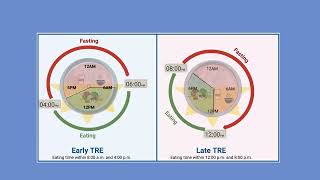 Unraveling the effects of time restricted eating on inflammation  STEVE ANTON [upl. by Lisetta]