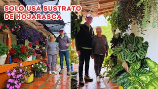 Hermosas PLANTAS de JANETH hojarasca de guamo el mejor alimento orgánico para el JARDÍN AP [upl. by Haelahk]