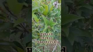 Hybrid Sapodilla Fruiting chiku fruit fruitgarden fruitg [upl. by Sherri]