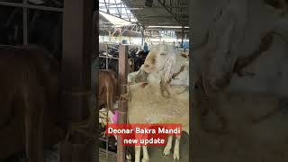 Deonar Bakra Mandi new update261224viral Govandi Mumbaigold lover [upl. by Oiramd]