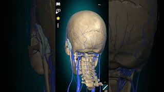 Vestibular disorders and arterial brain supply venous brain drainage and the Nervous system [upl. by Rochemont]