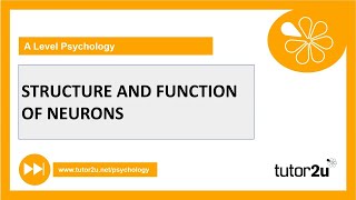 Structure amp Function of Neurons  Biopsychology  ALevel Psychology [upl. by Archer]