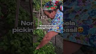 Nonna Carmela picking basil 😍 nonna shorts italy [upl. by Ahsurej771]