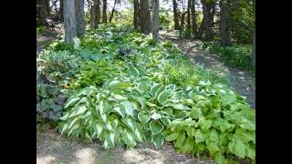 Hosta Woodland Gardens  Hostas Plants  Hosta Varieties [upl. by Abell]