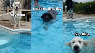 Dogs Have A Pool Day [upl. by Htebi]