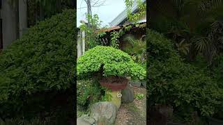 Ficus Balete Linn Bonsai [upl. by Atteuqcaj]