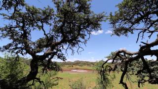 Waterhole Timelapse in Mokala National Park South Africa [upl. by Lucie633]