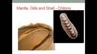 Molluscs body plan respiration and cephalization [upl. by Ylrevaw]