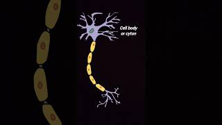 Structure of neurones  nervous system control and coordination shorrs youtube biology [upl. by Asserat377]