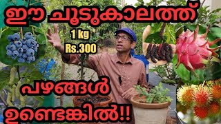 ഫ്രൂട്ടുകൾ വിളയിക്കാം പരിചരണത്തിലൂടെfruitsplantspruningfertilizationorganic fertilizerblooming [upl. by Wernher265]