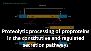 Mature insulin formation [upl. by Davey]