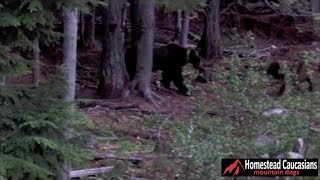 Caucasian Ovcharka chases grizzly bear out of our yard [upl. by Bryce730]