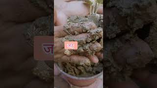 Aralia Plant Propagation From Cutting ytshort shortvideo viral Plant [upl. by Jemma]