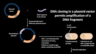 DNA cloning in a plasmid vector permits amplification of a DNA fragment [upl. by Beeson]