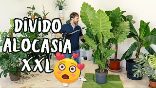 Come propagare unAlocasia gigante 😍 [upl. by Massimo998]